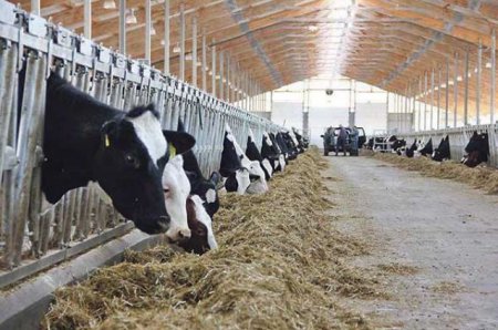 В Вельском районе модернизирована ферма на 240 голов: на одну корову здесь приходится 8,3 тонны молока в год