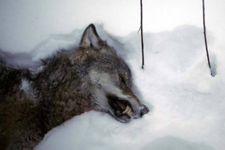 За зиму в Архангельской области настреляли 320 волков