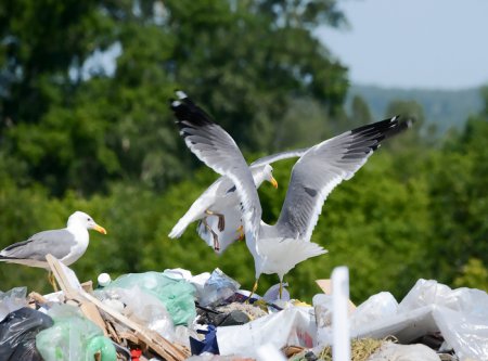 Прокуратура поборола несанкционированную свалку мусора в Архангельске