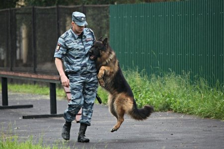 В Архангельске служебный пес задержал грабителя-рецидивиста