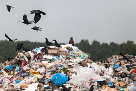 Суд обязал власти Онежского района ликвидировать стихийные свалки мусора