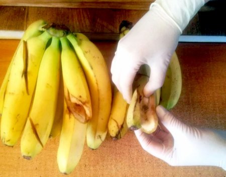 Бананы с "начинкой" не дошли до адресатов в архангельскую ИТК