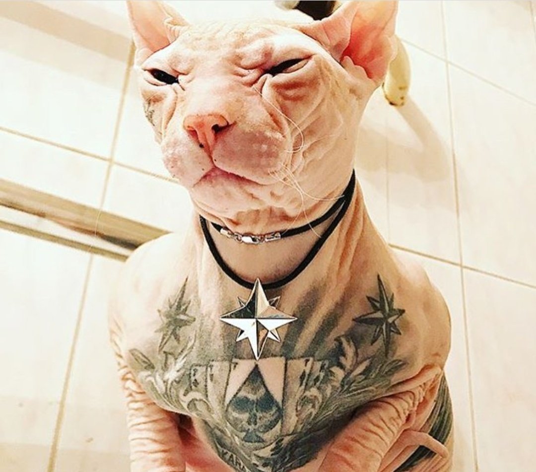 Кот лысый сфинкс татуированный