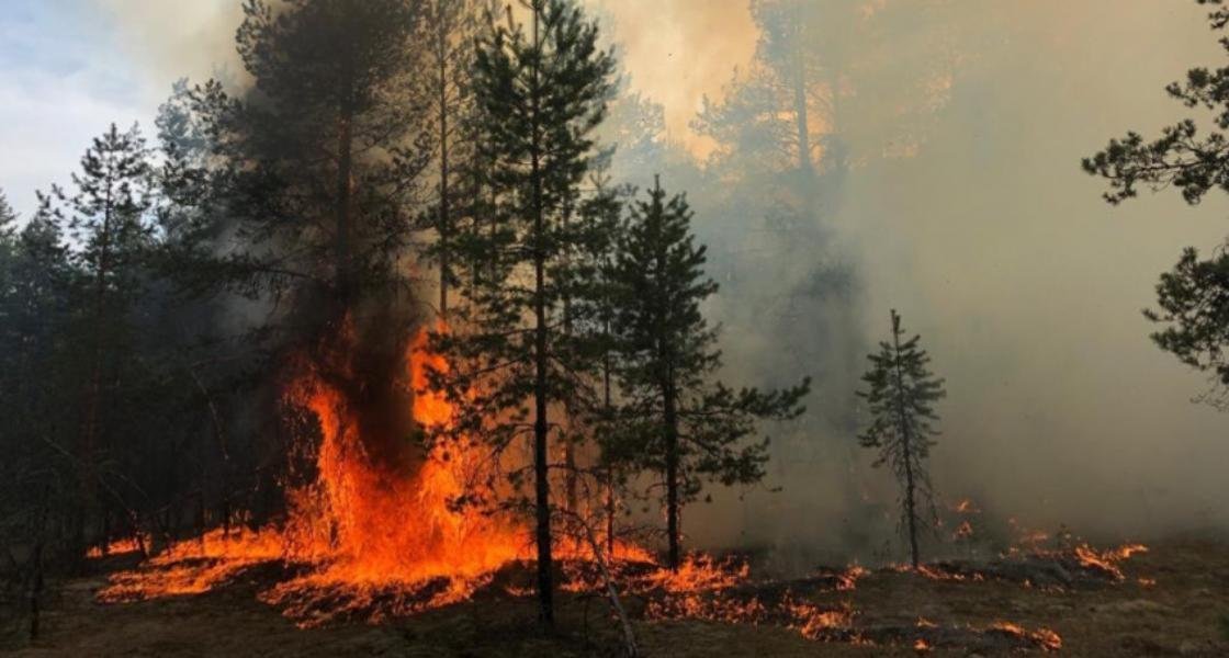 Лесные пожары в архангельской области карта