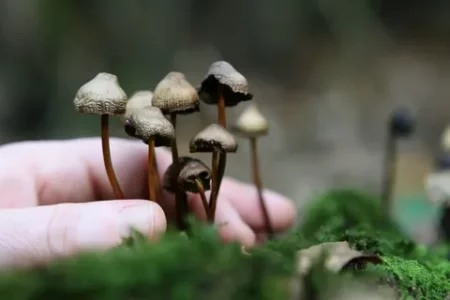 Житель Новодвинска отправился в колонию за торговлю "веселыми" грибочками