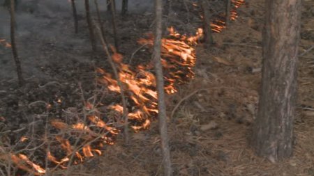 Прокуратура предупреждает об опасности лесных пожаров в Приморском округе