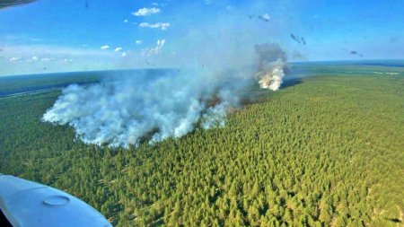 В Архангельской области лесных пожаров в этом году стало больше