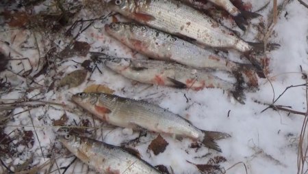 В "Онежском Поморье" задержали браконьера с уловом