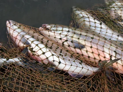 Двум браконьерам из Онеги рыбалка обошлась в два года условно