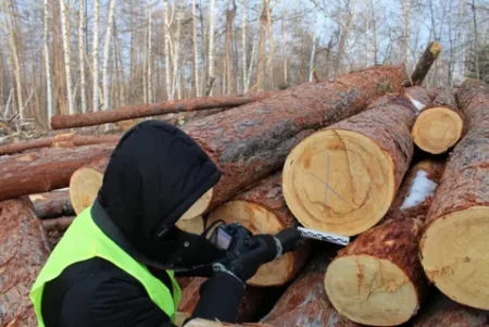 Фирму "Онего-Вельск" наказали за незаконную рубку леса
