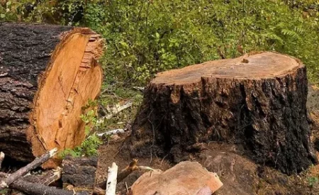 Бригада лесорубов из Вельска нанесла природе особо крупный ущерб