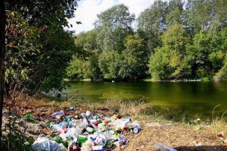 Берега реки Вычегда в районе Котласа зарастают мусором