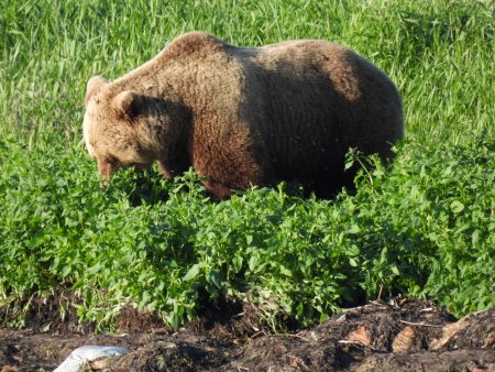 "Онежское Поморье": Медведи выходят на прокорм
