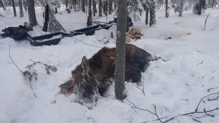 Охотничьи угодья Поморья нуждаются в прокурорском надзоре